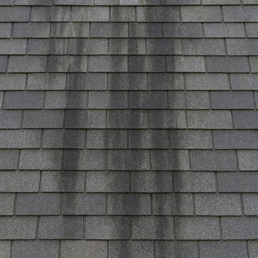 Algae streaks on asphalt shingles